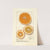 Citrus sinensis: Washington Navel by Ellen Isham Schutt