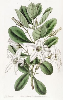 Clammy Anthocercis