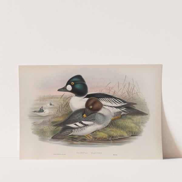 Clangula glaucion. Golden-eye. (1862-1873) by John Gould