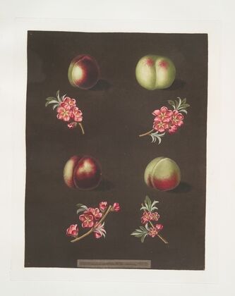 Claremont, Homerton’s white, Ford’s black and the Genoa nectarines. (1812) — size preview