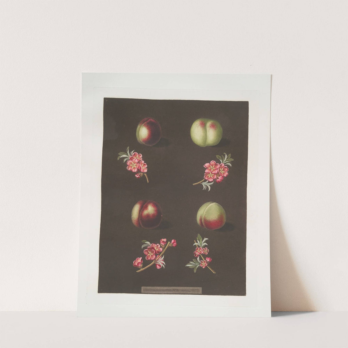 Claremont, Homerton’s white, Ford’s black and the Genoa nectarines. (1812) by George Brookshaw
