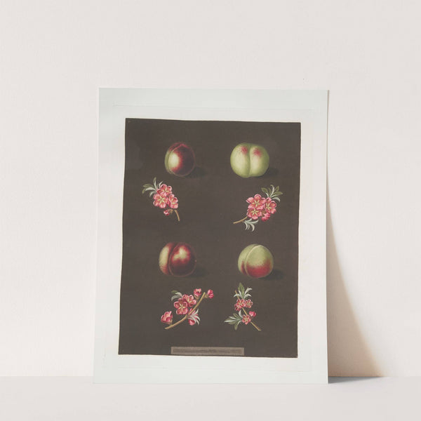 Claremont, Homerton’s white, Ford’s black and the Genoa nectarines. (1812) by George Brookshaw