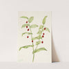 Clasping Twistedstalk. Streptopus amplexifolius (1925) by Mary Vaux Walcott