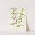 Clasping Twistedstalk. Streptopus amplexifolius (1925) by Mary Vaux Walcott