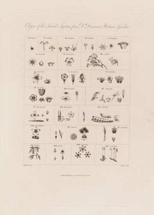 Classes of the Sexual System from Dr. Darwin’s Botanic Garden (1799–1810)