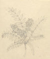 Clausena anisata