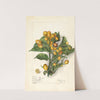 Clausena lansium: Whampi by Elsie E. Lower