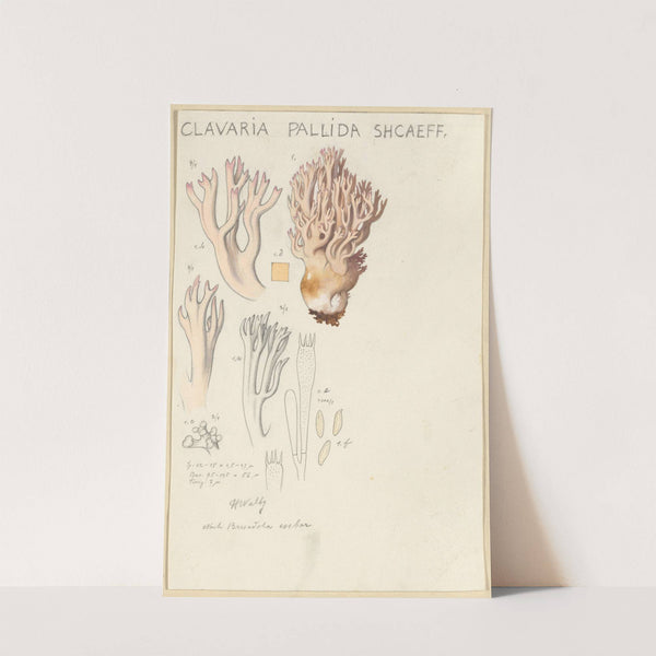 Clavaria pallida Shcaeff (1915-1945) by Hans Walty