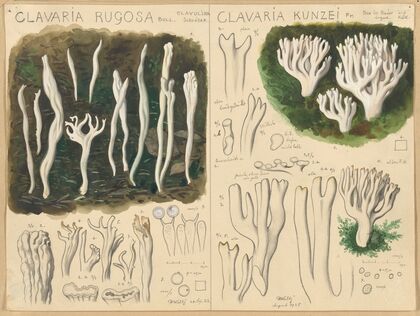 Clavaria rugosa, Clavaria kunzei (1915-1945)