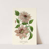 Clematis – Garden Varieties (1896-1897) by Edward Step