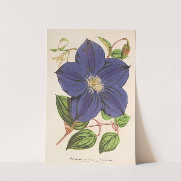 Clematis Jackmani by Charles Antoine Lemaire