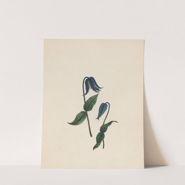 Clematis &#8211; Virgin&#8217;s bower; Germany (1789) by R. B. F.