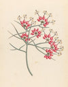 Cleome juncea. [Cadaba aphylla]