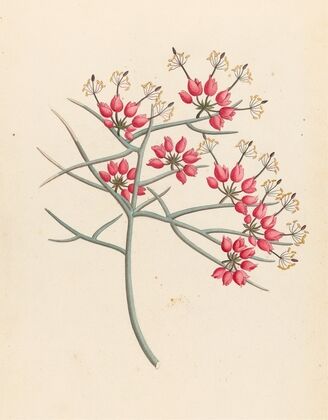 Cleome juncea. [Cadaba aphylla]