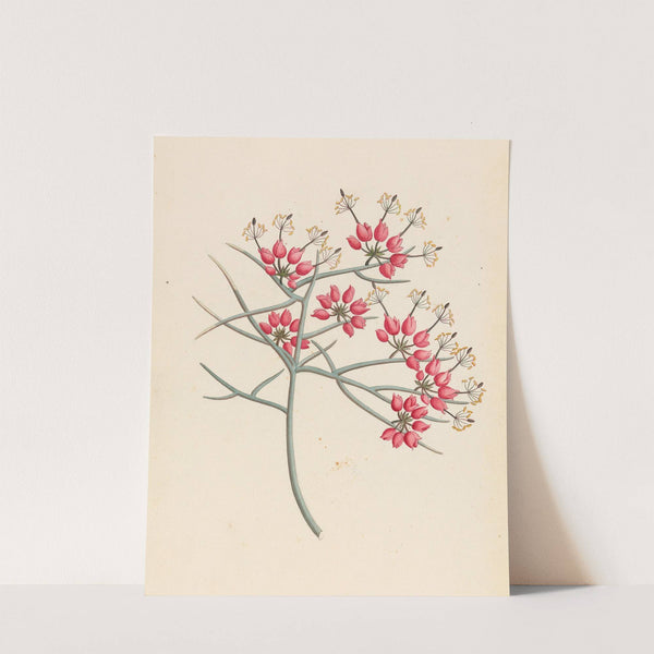 Cleome juncea. [Cadaba aphylla] by Clemenz Heinrich Wehdemann