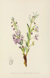 Clerodendron Triphyllum