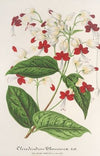 Clerodendrum Thomsonæ