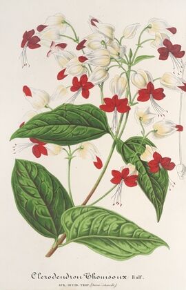 Clerodendrum Thomsonæ