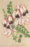 Clianthus Dampieri (v. flore albo rubro-marginato)
