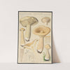 Clitocybe geotropa Bulliard (1915-1945) by Hans Walty