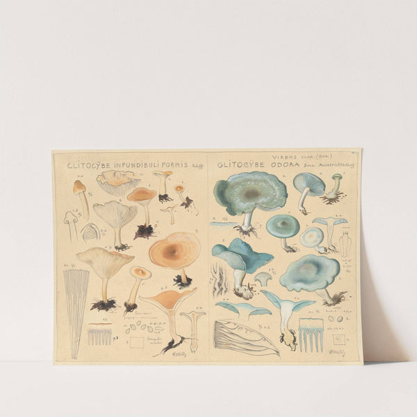 Clitocybe infundibuliformis, Clitocybe odora (1915-1945) by Hans Walty