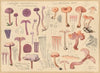 Clitocybe laccara (1915-1945)