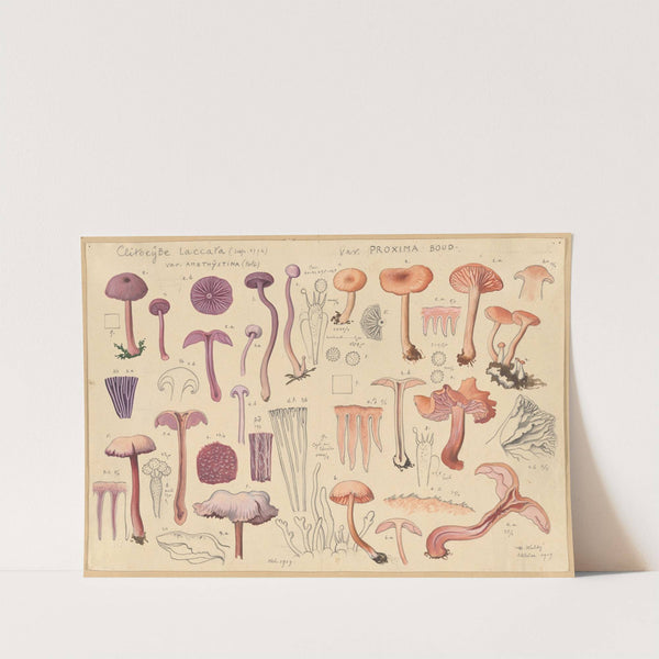 Clitocybe laccara (1915-1945) by Hans Walty