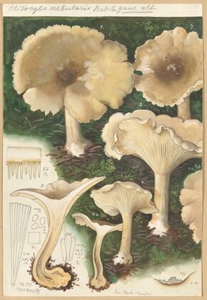 Clitocybe mebularis (1915-1945)