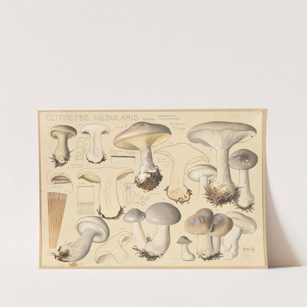 Clitocybe nebularis Batsch. (1915-1945) by Hans Walty
