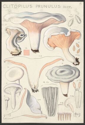 Clitopilus prunulus Scop. (1915-1945)