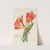 Clivia Miniata by Illtyd Buller Pole-Evans