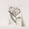 Close-flowered Reedorchis by Sydenham Edwards