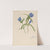 Closed Gentian (Gentiana andrewskii) (1879) by Mary Vaux Walcott