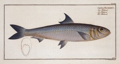 Clupea Pilchardus, The Pilchard.