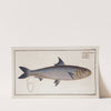 Clupea Pilchardus, The Pilchard. (1785-1797) by Marcus Elieser Bloch
