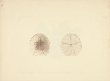 Clypeasteroida (Sand Dollar)