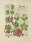 Cobea
