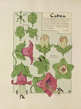 Cobea