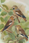 Coccothraustes coccothraustes