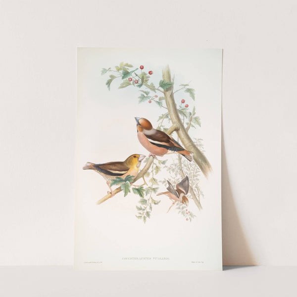 Coccothraustes vulgaris. Hawfinch. (1862-1873) by John Gould