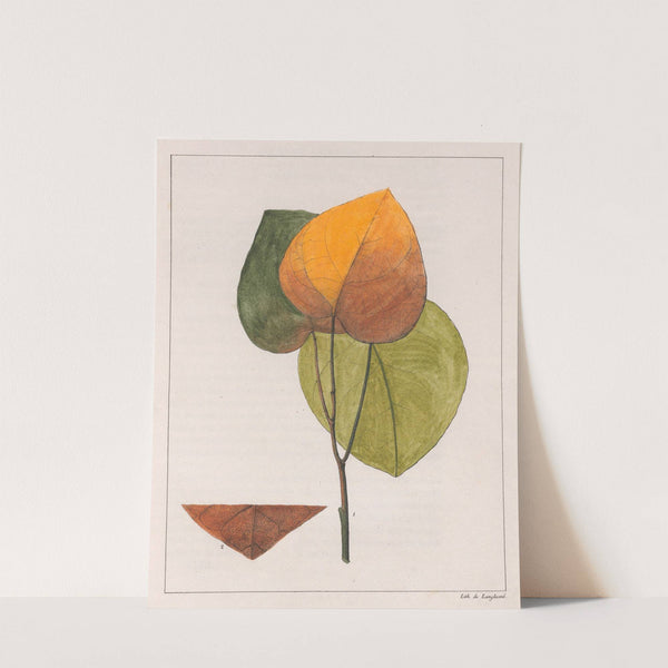 Cocculus Platyphylla (1824-1828) by Auguste de Saint-Hilaire
