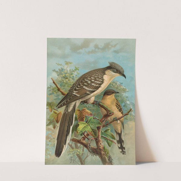 Coccystes glandarius by Johann Friedrich Naumann