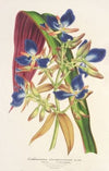 Cochliostenia odoratissimum