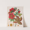 Cochlospermum Insigne (1824-1828) by Auguste de Saint-Hilaire