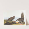 Cock of the plains by John James Audubon