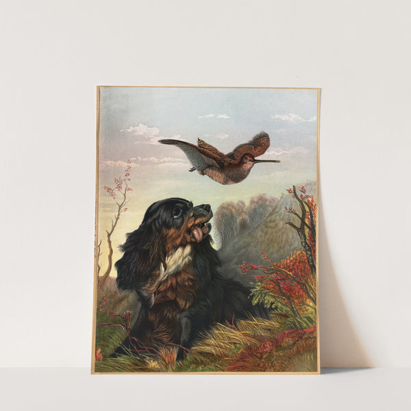 Cocker and Woodcock (ca. 1861–1897) by Arthur Fitzwilliam Tait