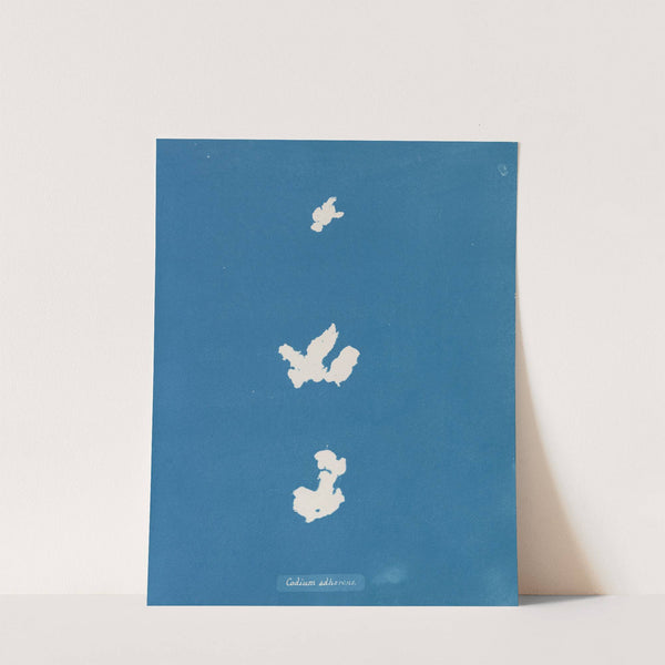 Codium adhaerens (1843-1853) by Anna Atkins