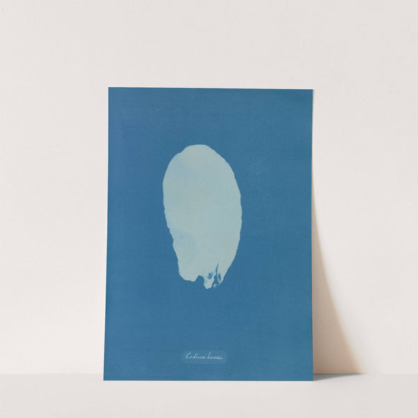 Codium Bursa (1843-1853) by Anna Atkins