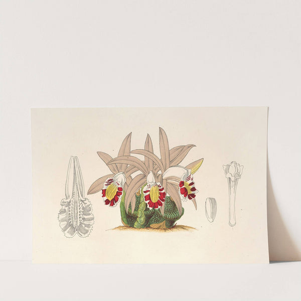 Cœlogyne lagenaria by Charles Antoine Lemaire