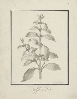 Coffea arabica L. (Arabica Coffee); finished drawing of leafy shoot and berries